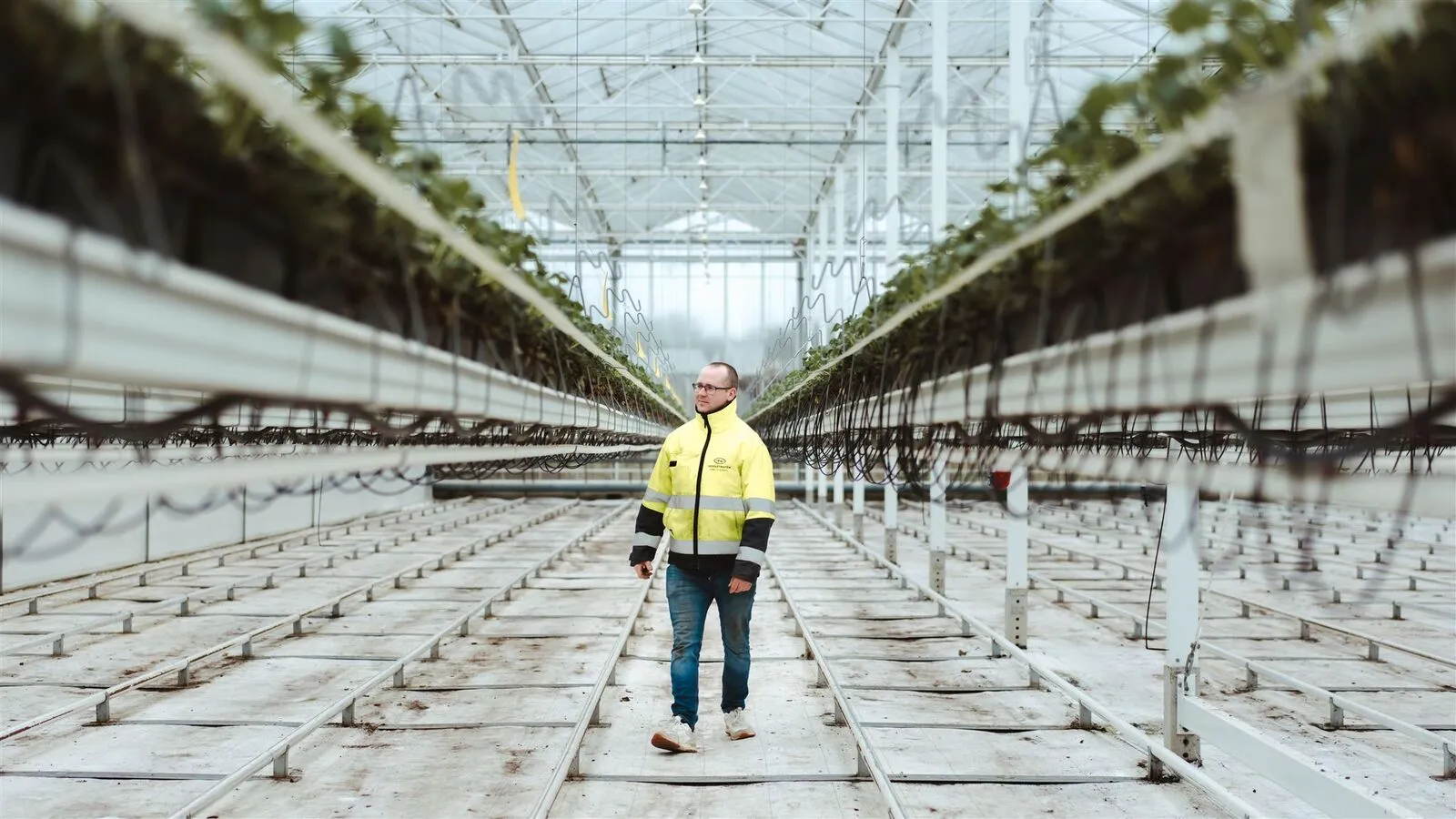 Les serres de fraises de Jef Adriaensen à Hoogstraten