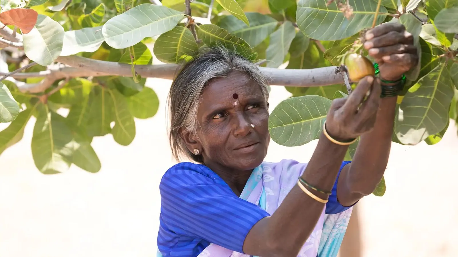 Een boerin in het Gold Standard-agroforestryproject in India