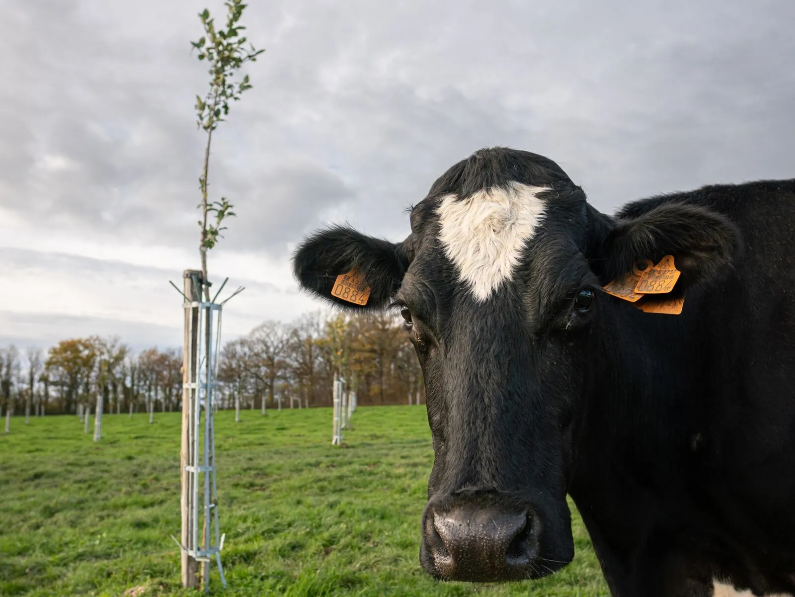 Een koe naast een jonge boom in een hoogstamboomgaard