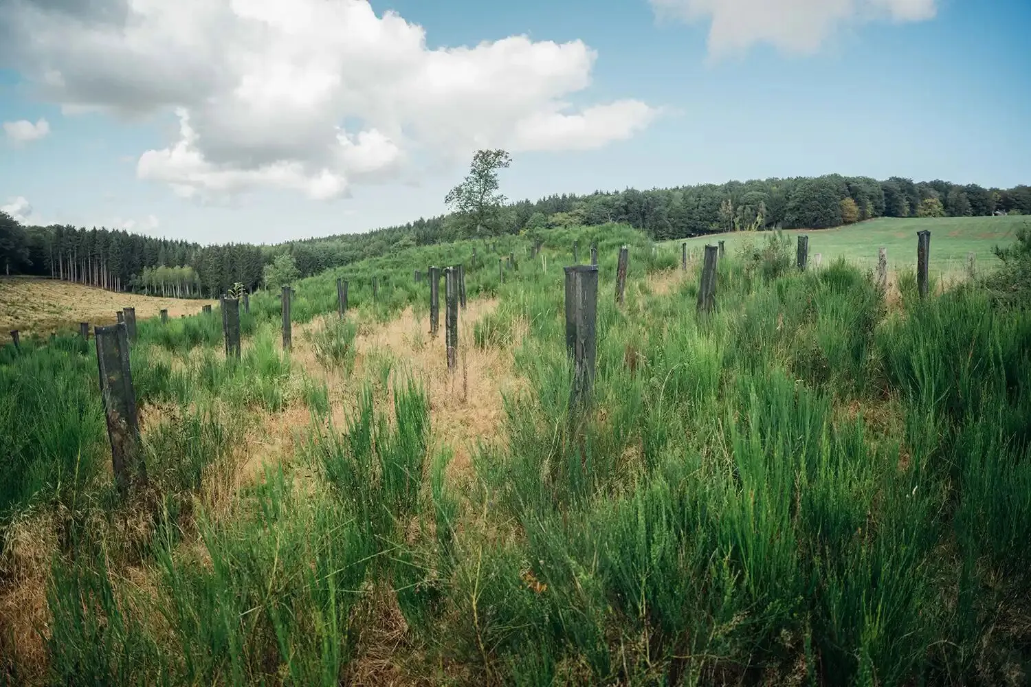 Jonge bomen geplant in 2023-2024 in Beauraing, België