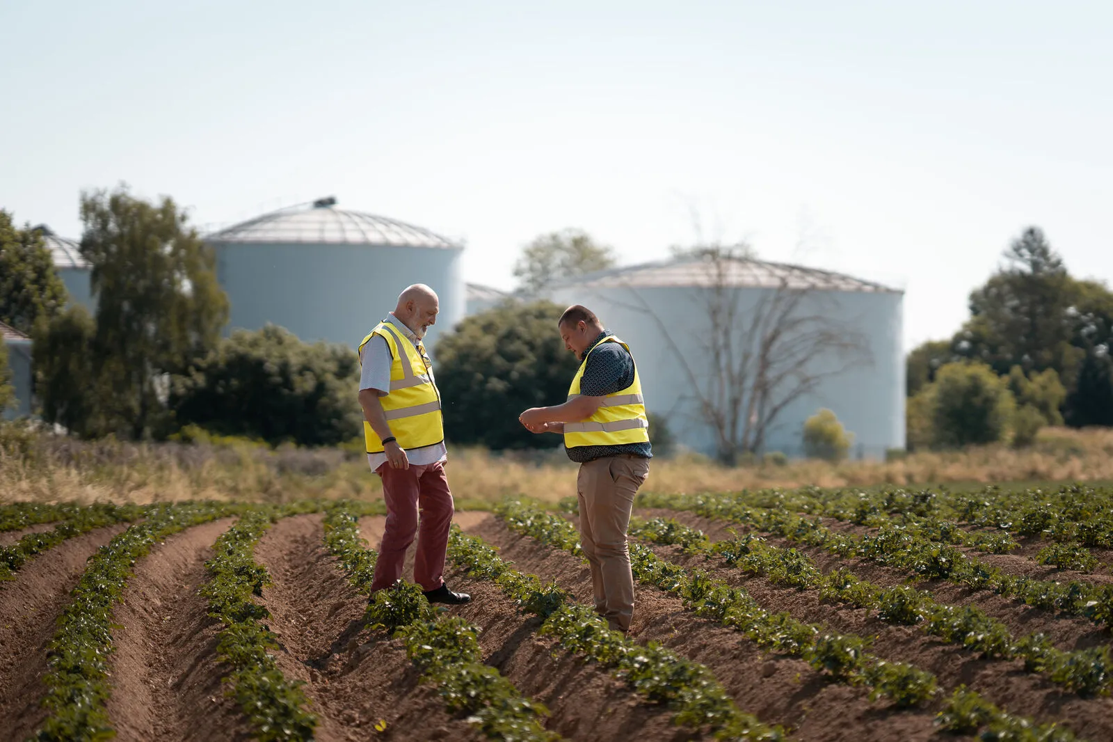 Sur des terres agricoles près du site de Quévy, où le digestat issu des déchets organiques sert d'engrais