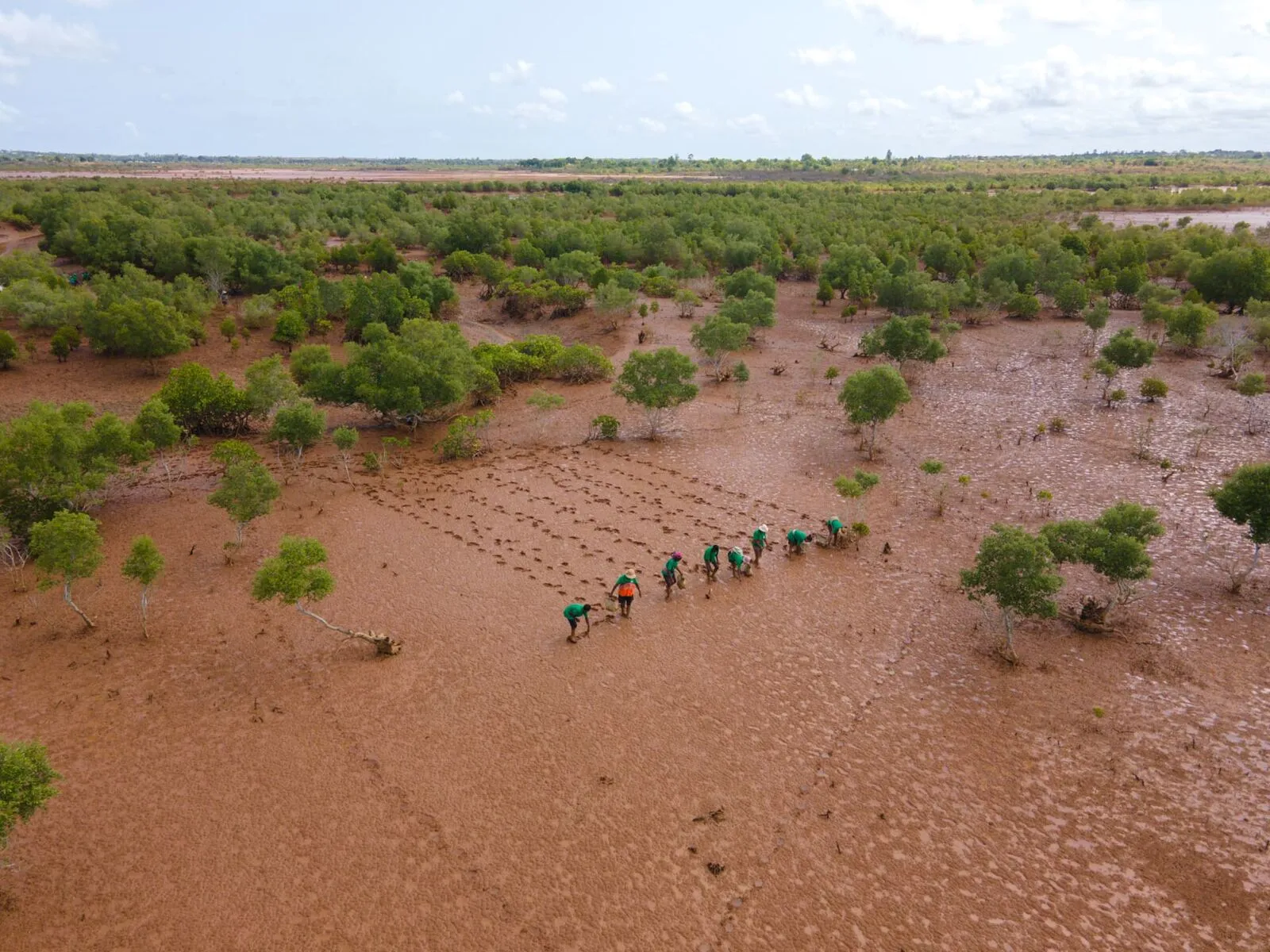 Mangroven planten in Majunga, Madagaskar, gezien vanuit een drone