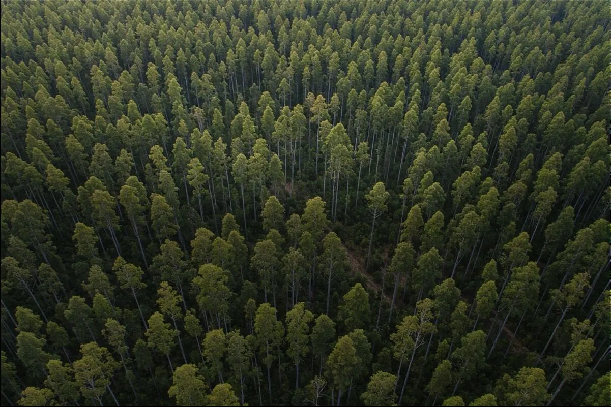 Le projet de boisement Urunday à Corrientes (Argentine), 3 143 hectares d'anciennes prairies dégradées