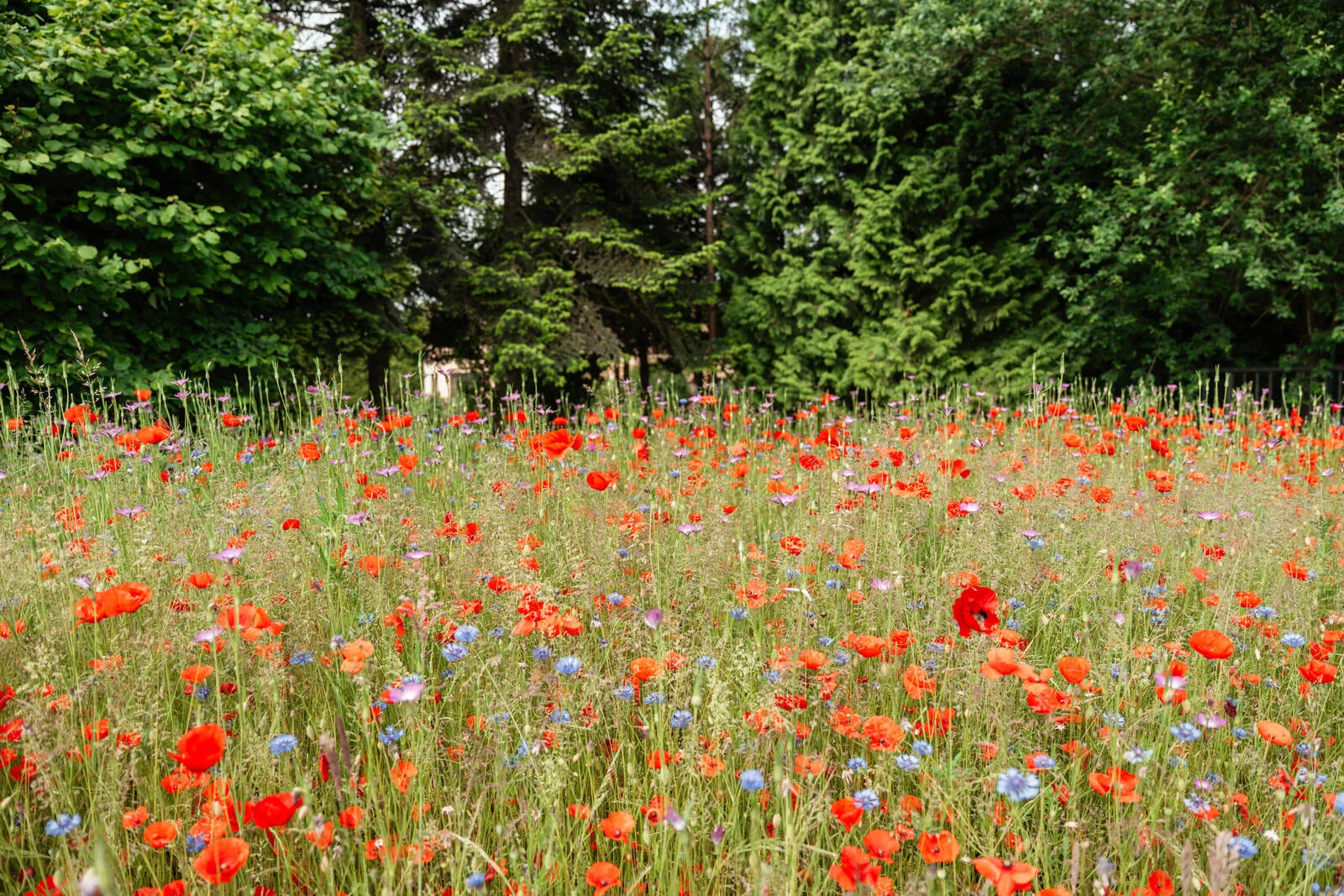 Een bloemenweide met klaprozen