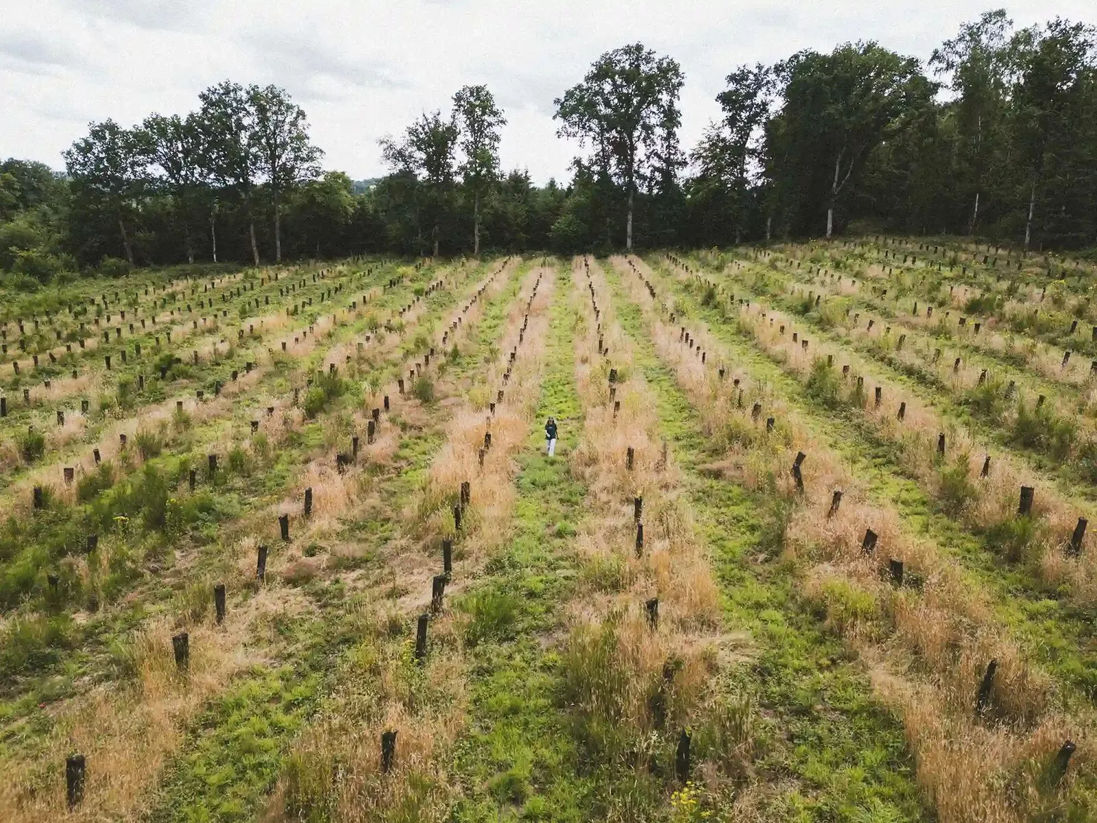 Een jong herbebost perceel gezien vanuit een drone