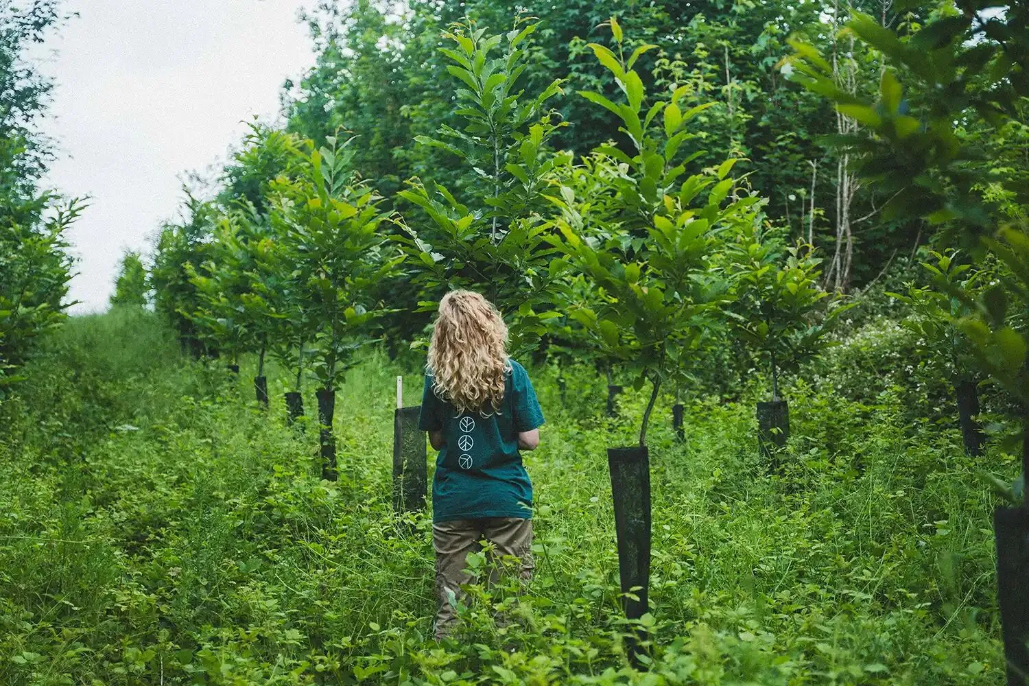 Jonge bomen die groeien in een Go Forest-project