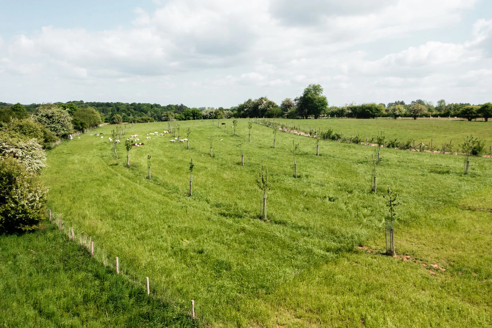 Jonge bomen geplant in een weide